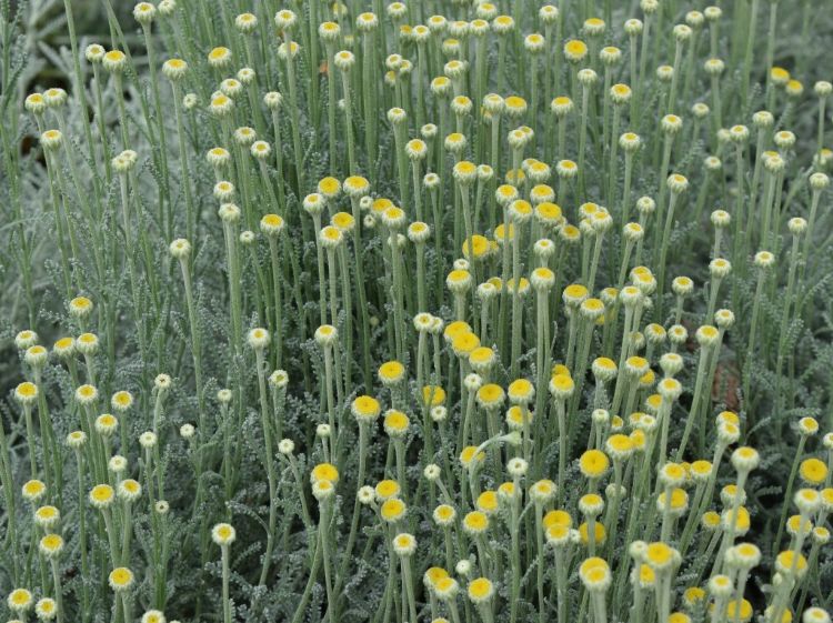 Picture of Santolina chamaecyparissus