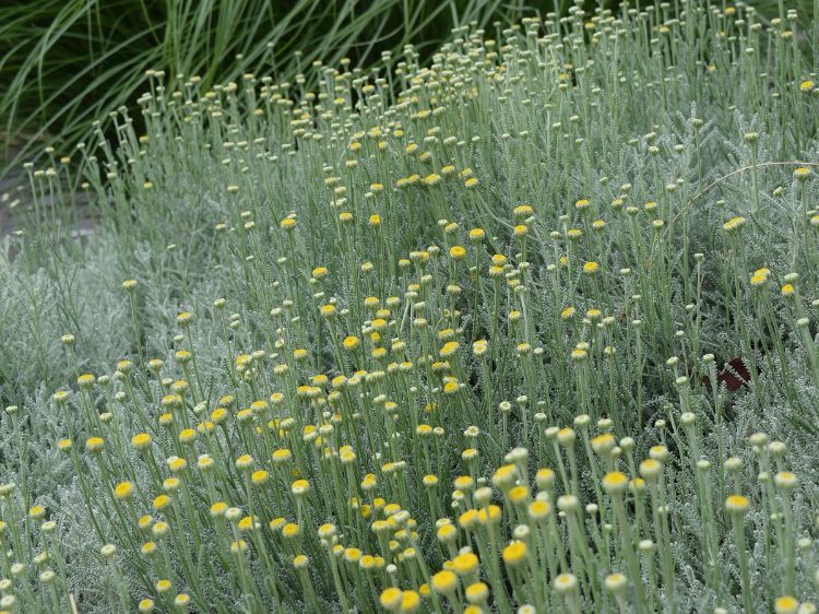 Picture of Santolina chamaecyparissus