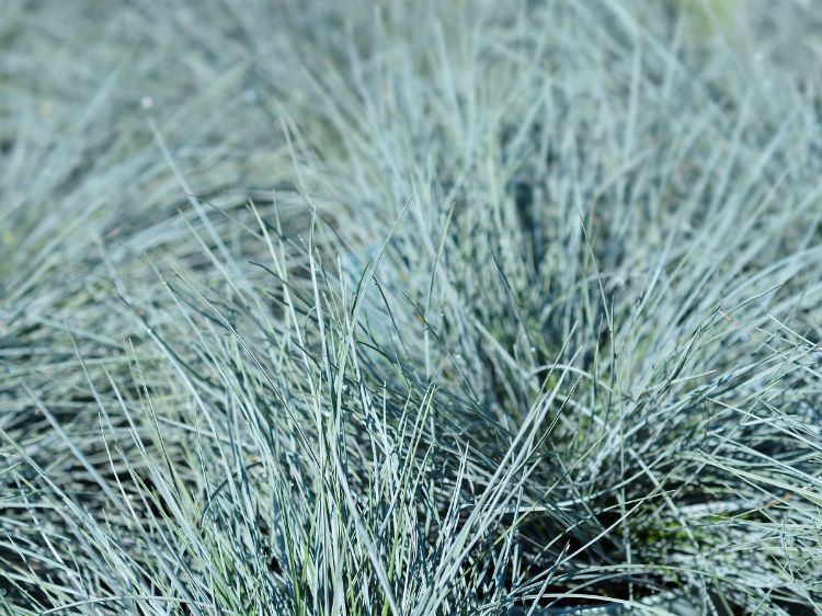 Picture of Festuca glauca