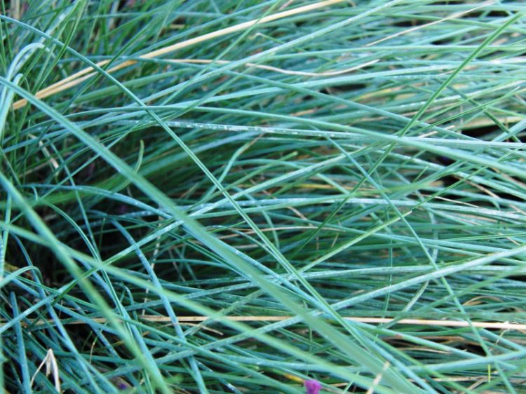 Picture of Festuca glauca