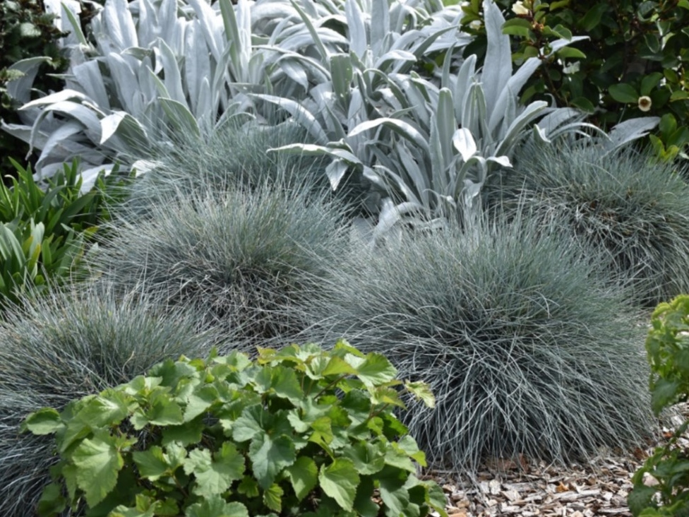 Festuca Glauca Planten
