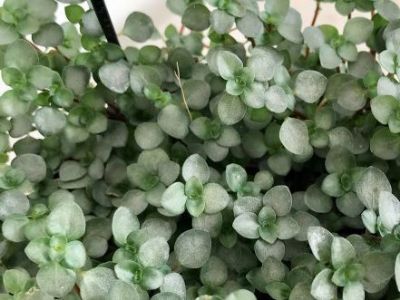 Picture of Pilea libanensis Silver Sparkles