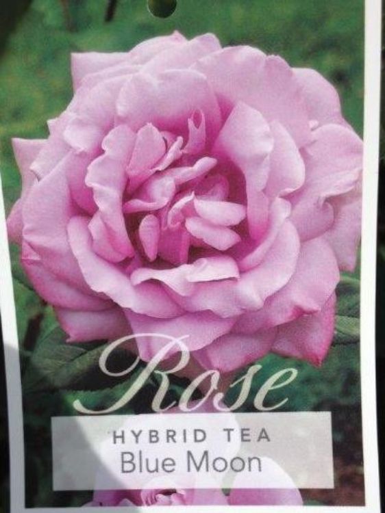 Picture of Rosa Blue Moon