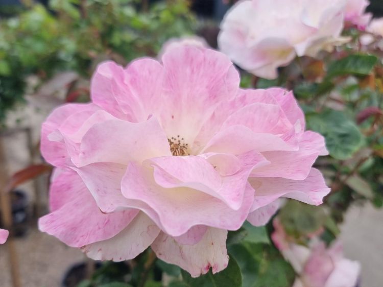 Picture of Rosa Seduction