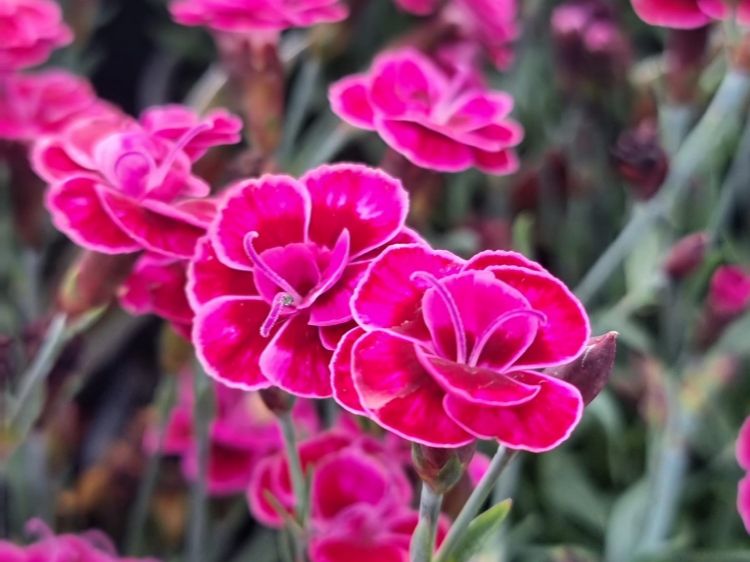 Picture of Dianthus caryophyllus