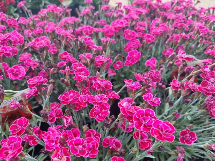 Picture of Dianthus caryophyllus