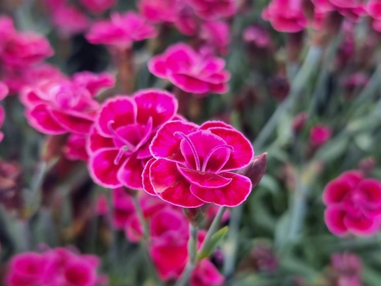 Picture of Dianthus caryophyllus