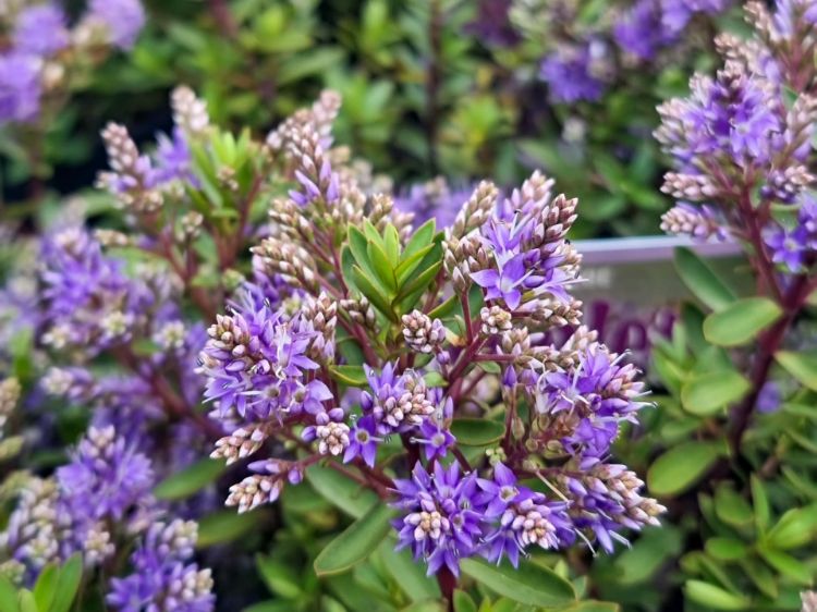 Picture of Hebe hybrida Violet Cushion