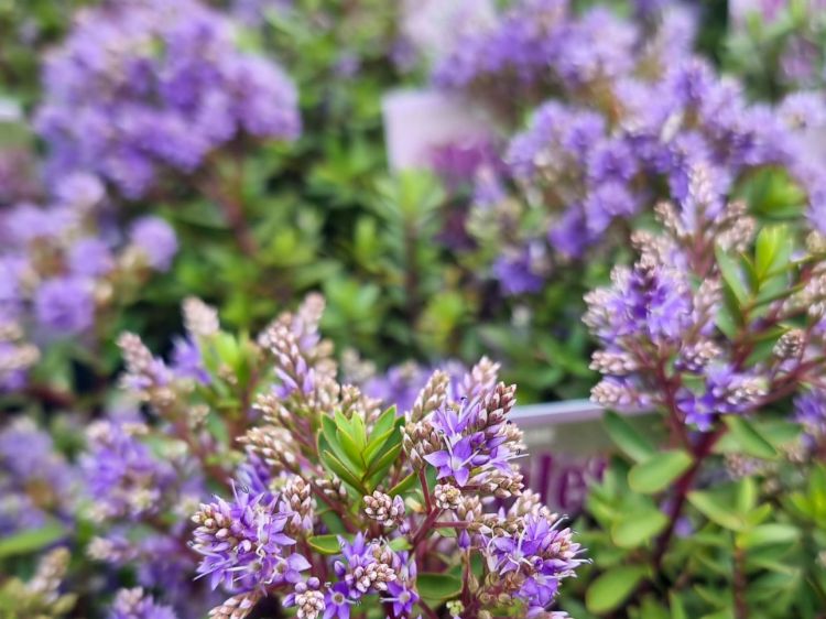 Picture of Hebe hybrida Violet Cushion