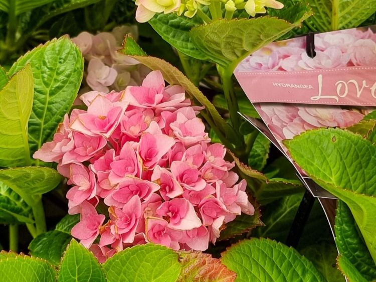 Picture of Hydrangea macrophylla Love