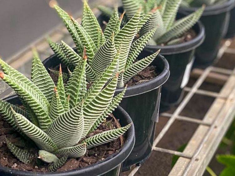 Picture of Haworthiopsis limifolia Spider White