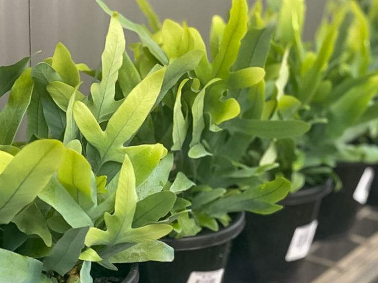 Picture of Phlebodium aureum Blue Star