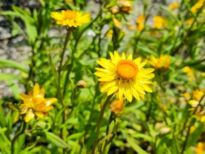 Picture of Xerochrysum bracteatum