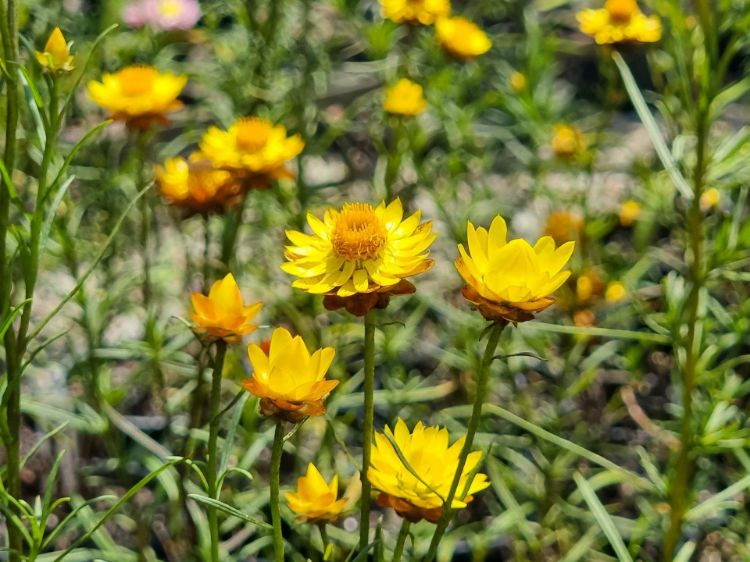 Picture of Xerochrysum bracteatum