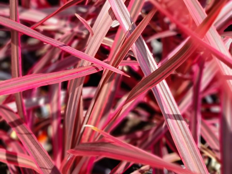 Picture of Cordyline australis Salsa