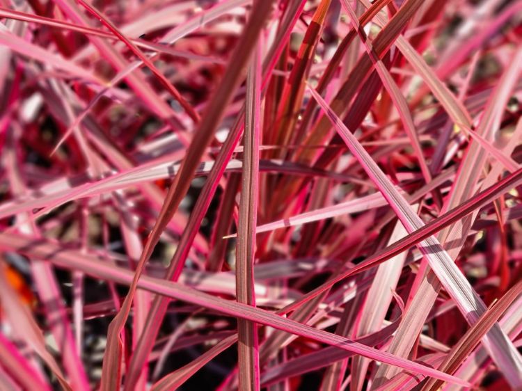 Picture of Cordyline australis Salsa