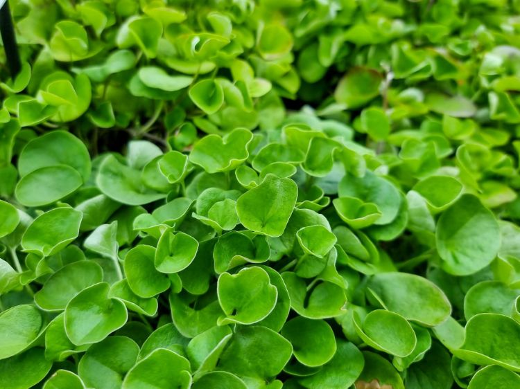 Picture of Dichondra repens Emerald Falls