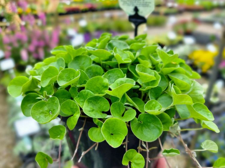 Picture of Dichondra repens Emerald Falls