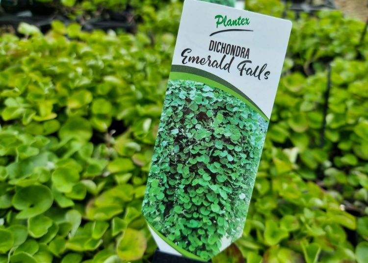 Picture of Dichondra repens Emerald Falls