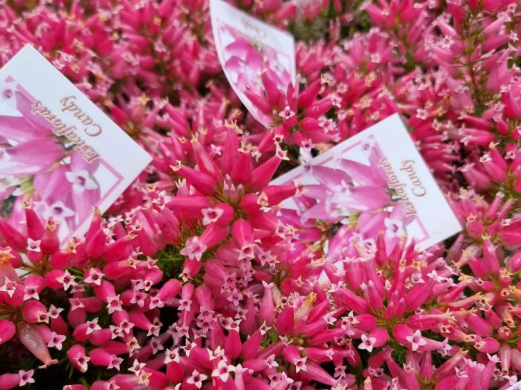 Picture of Erica hybrida Candy