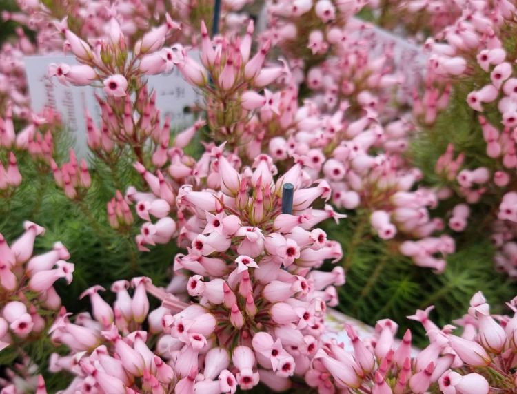 Picture of Erica ventricosa