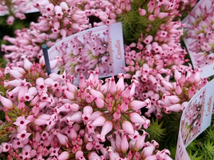 Picture of Erica ventricosa