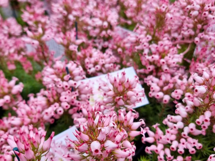 Picture of Erica ventricosa