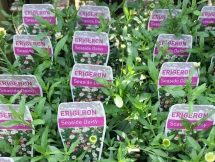 Picture of Erigeron karvinskianus