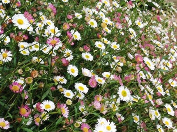 Picture of Erigeron karvinskianus