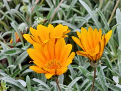 Picture of Gazania hybrida Buccaneer