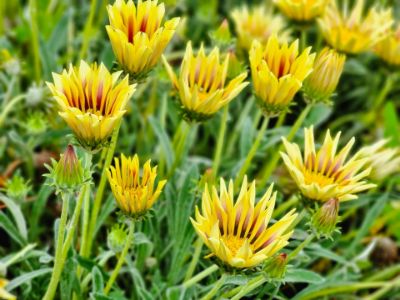 Picture of Gazania hybrida Dynamo