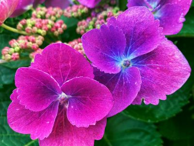 Picture of Hydrangea macrophylla Purple Lace Cap
