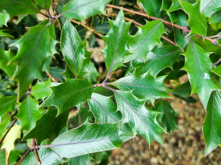 Picture of Osmanthus heterophyllus