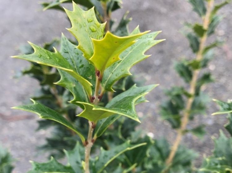 Picture of Osmanthus heterophyllus