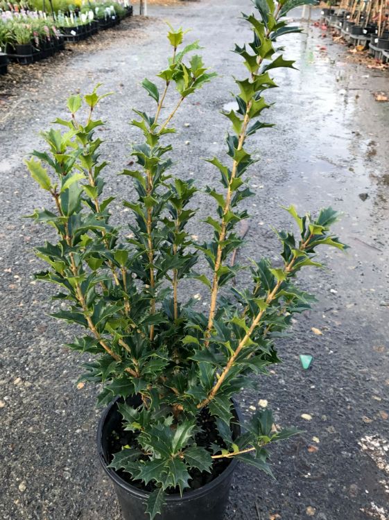 Picture of Osmanthus heterophyllus