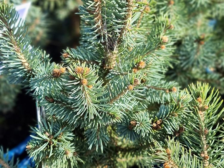 Picture of Picea pungens Blue Star