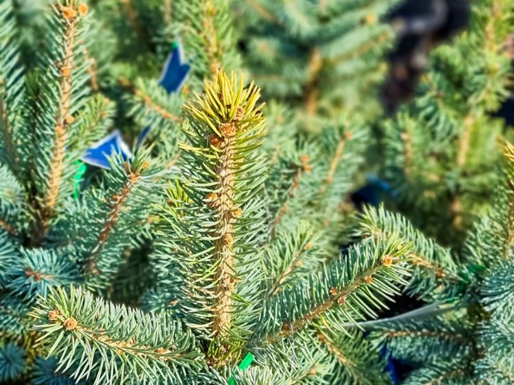 Picture of Picea pungens Blue Star