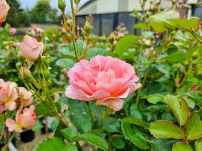 Picture of Rosa Peach Profusion