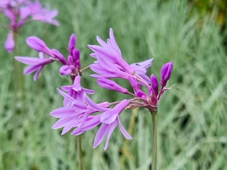Picture of Tulbaghia violacea Variegata