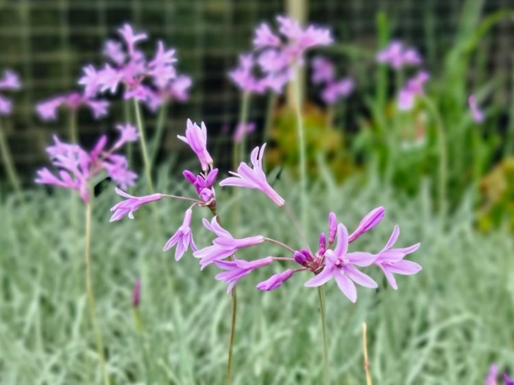 Picture of Tulbaghia violacea Variegata