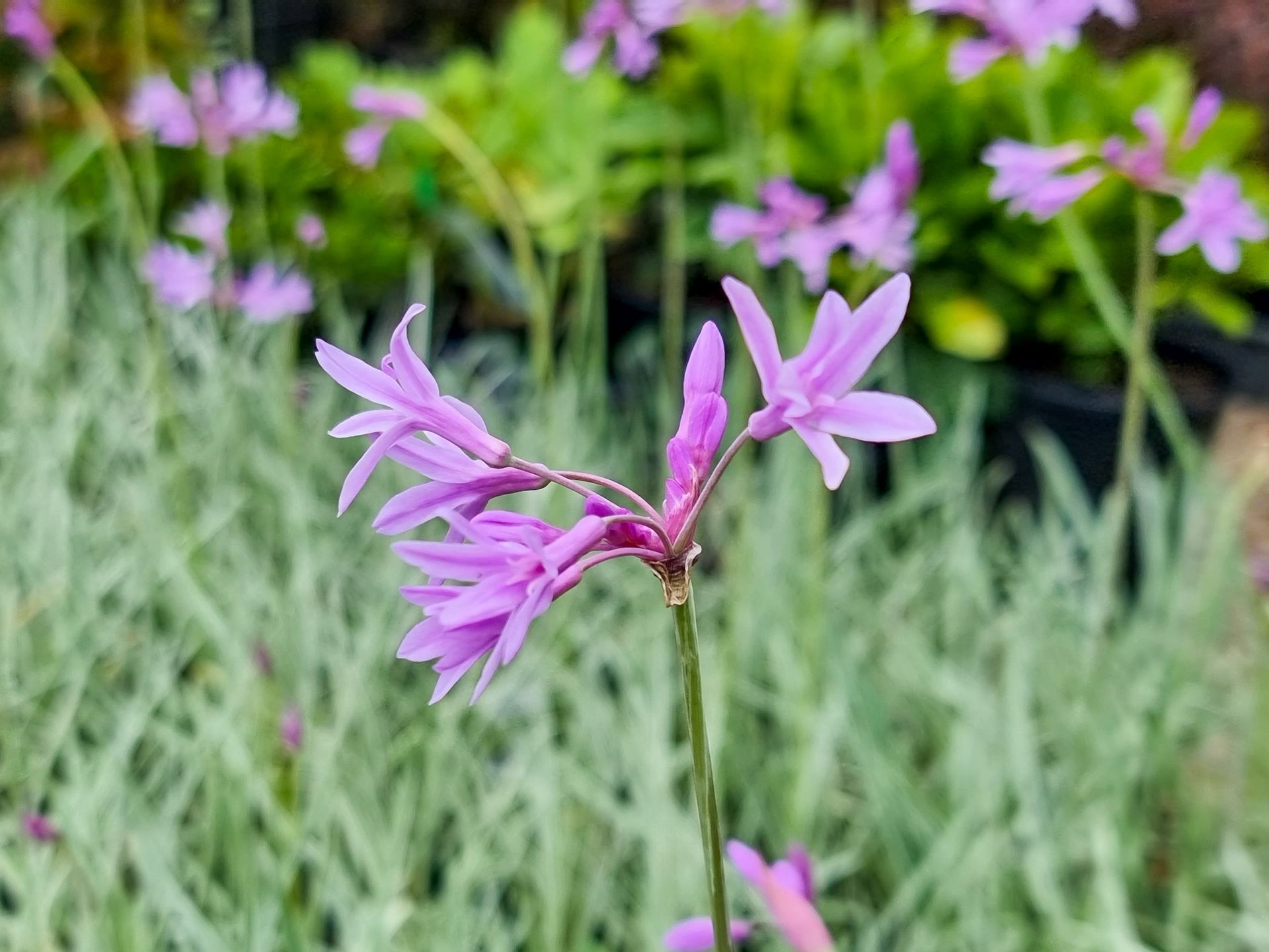 Tulbaghia violacea - Vivai Frappetta Roma