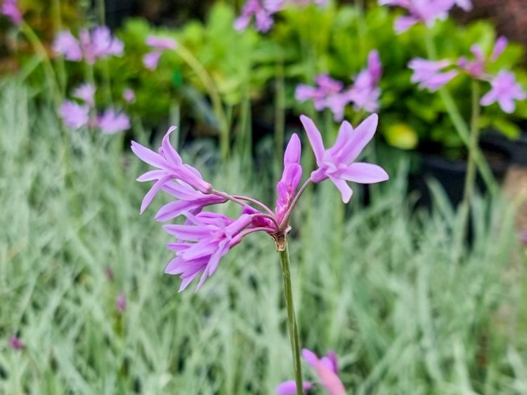 Picture of Tulbaghia violacea Variegata
