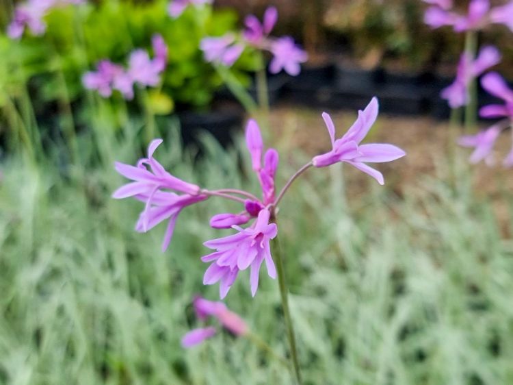 Picture of Tulbaghia violacea Variegata