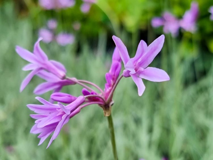 Picture of Tulbaghia violacea Variegata