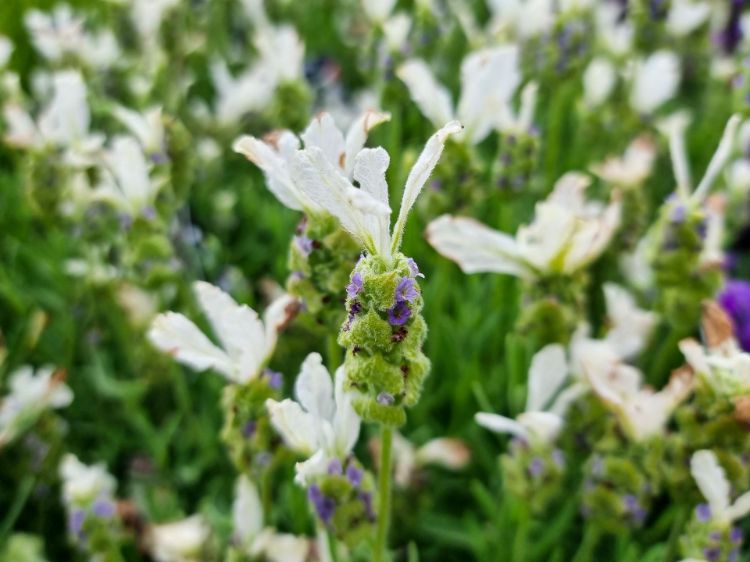 Picture of Lavandula stoechas Javelin Forte White