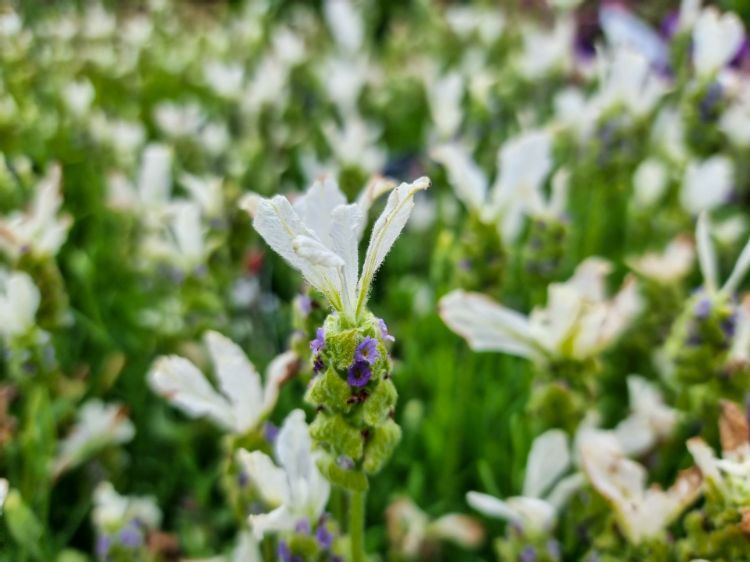 Picture of Lavandula stoechas Javelin Forte White