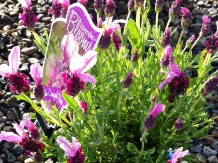 Picture of Lavandula stoechas Javelin Compact Rose