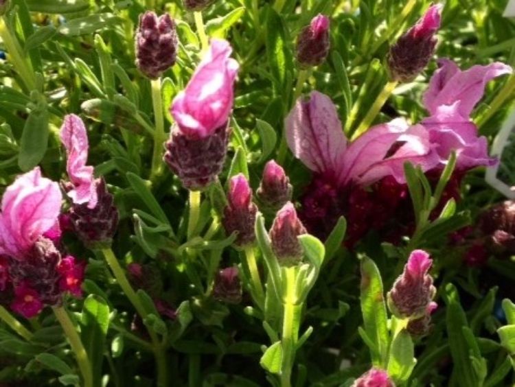 Picture of Lavandula stoechas Javelin Compact Rose