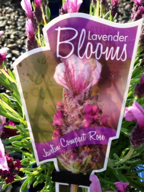 Picture of Lavandula stoechas Javelin Compact Rose