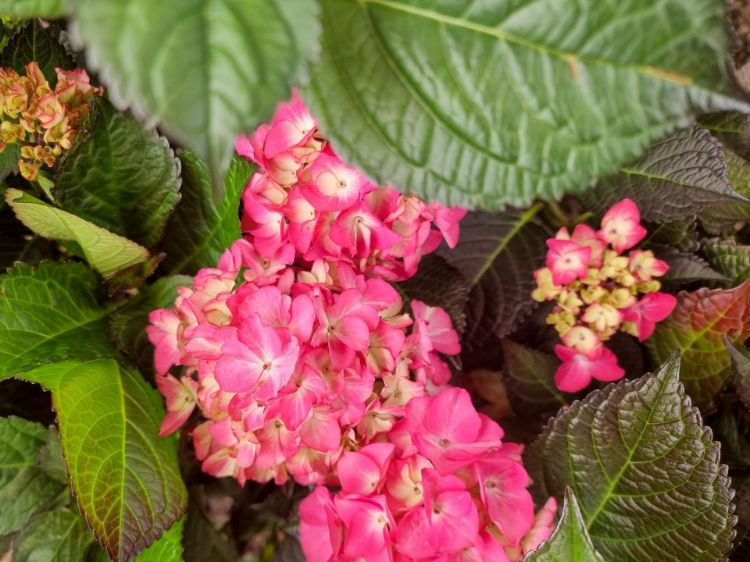 Picture of Hydrangea macrophylla Tuxedo Red
